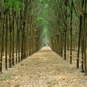 Cây cao su Hevea brasiliensis, nguồn nguyên liệu gỗ cao su