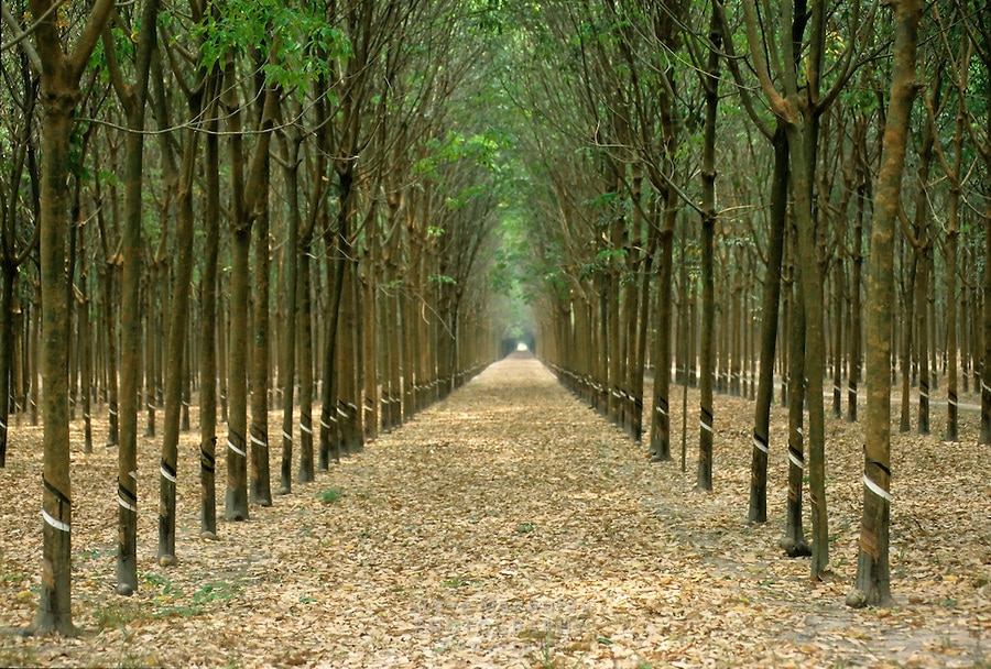 Rubberwood tree Cây cao su Hevea brasiliensis, nguồn nguyên liệu gỗ cao su